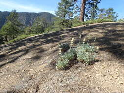 Image of Peirson's Lupine