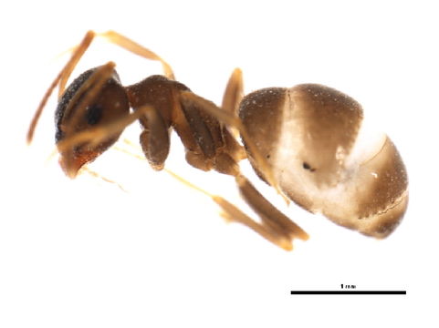 Image of Black garden ant