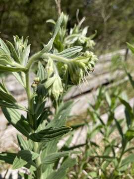 Image of soft-hair marbleseed