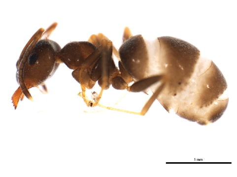Image of Black garden ant