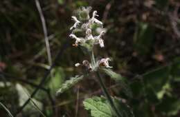 Слика од Stachys rigida subsp. quercetorum (A. Heller) Epling