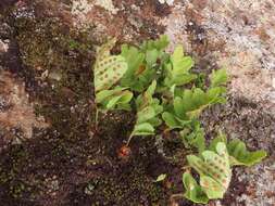 Plancia ëd Polypodium macaronesicum subsp. macaronesicum