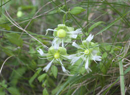 Слика од Silene baccifera (L.) Roth