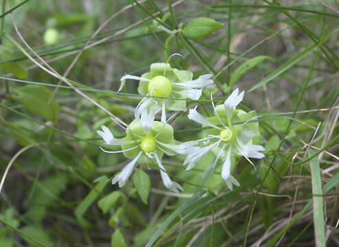 Imagem de Silene baccifera (L.) Roth