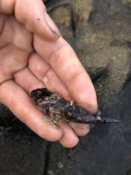 Image of Coralline sculpin