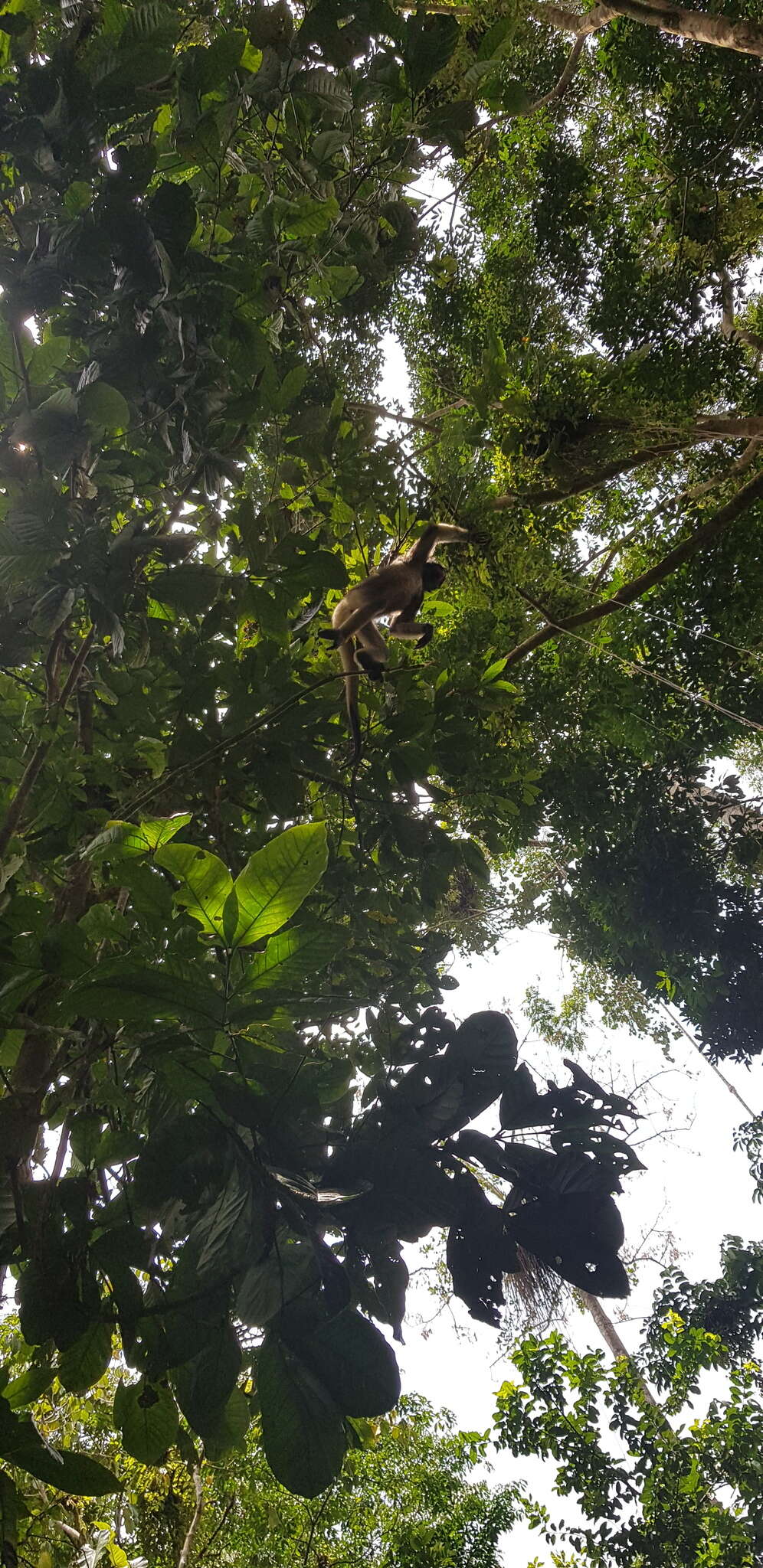 Image of Long-haired Spider Monkey