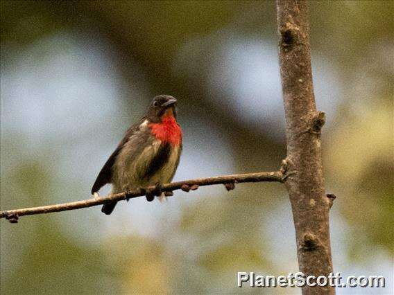 Image of Grey-sided Flowerpecker