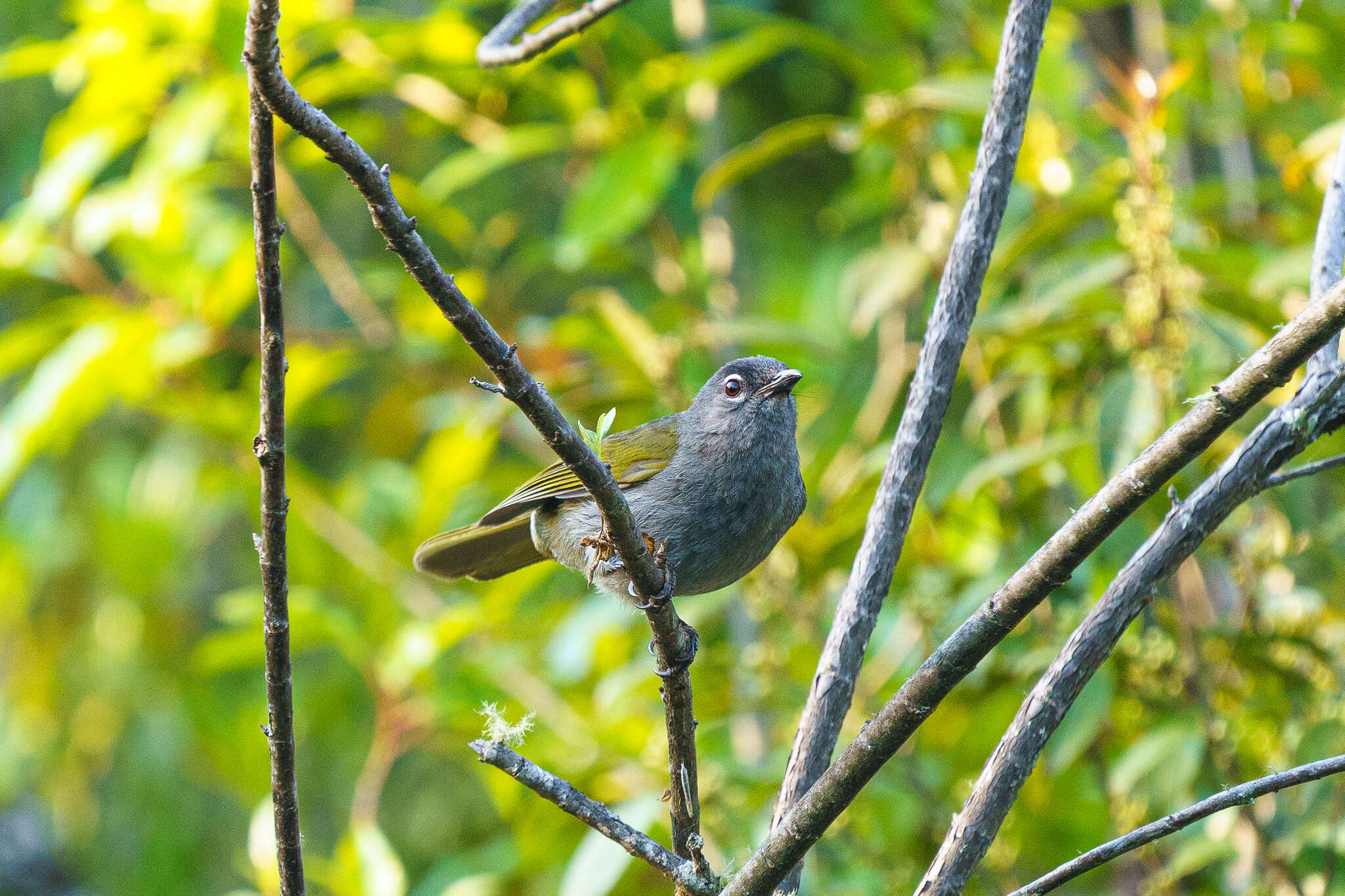 Arizelocichla fusciceps (Shelley 1893)的圖片