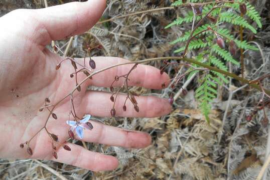 Image of Dianella callicarpa G. W. Carr & P. F. Horsfall