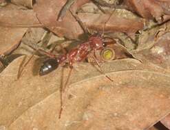 صورة Myrmecia brevinoda Forel 1910