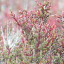 Sivun Salicornia mossiana (Toelken) Piirainen & G. Kadereit kuva