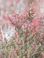 Image of Salicornia mossiana (Toelken) Piirainen & G. Kadereit