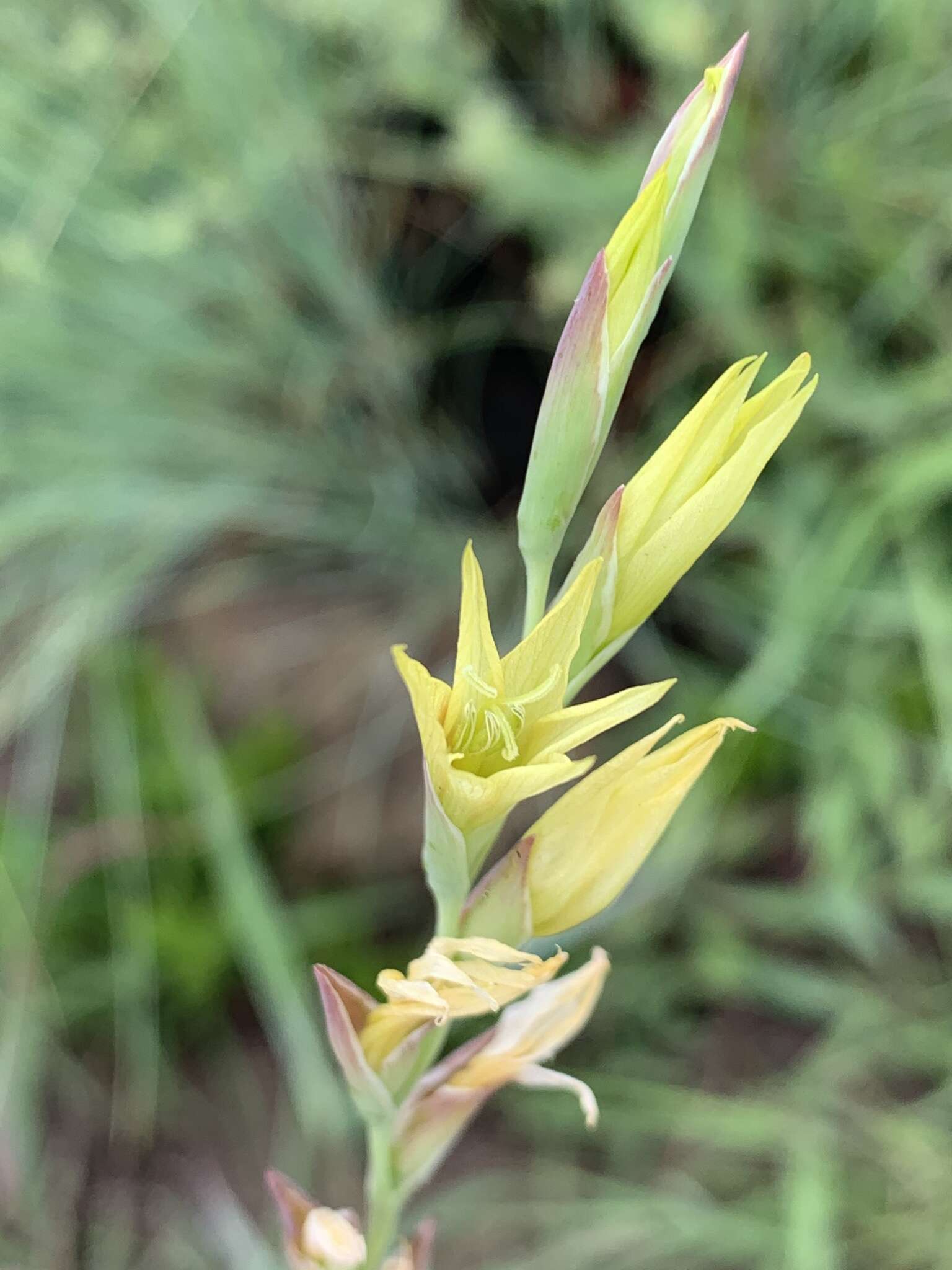 Imagem de Gladiolus pubigerus G. J. Lewis