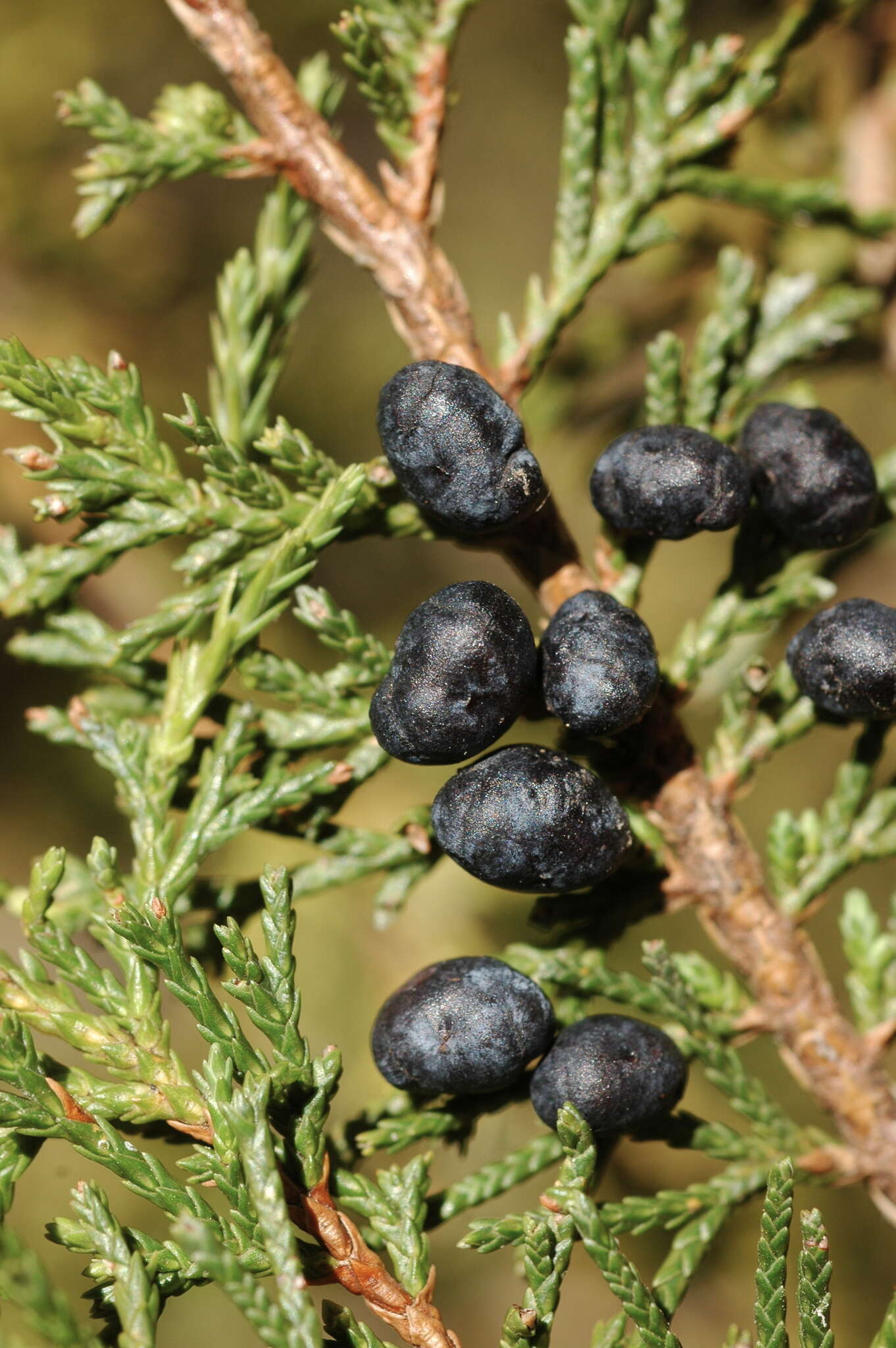 Image de Juniperus blancoi Martínez