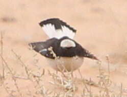 Image of Mourning Wheatear