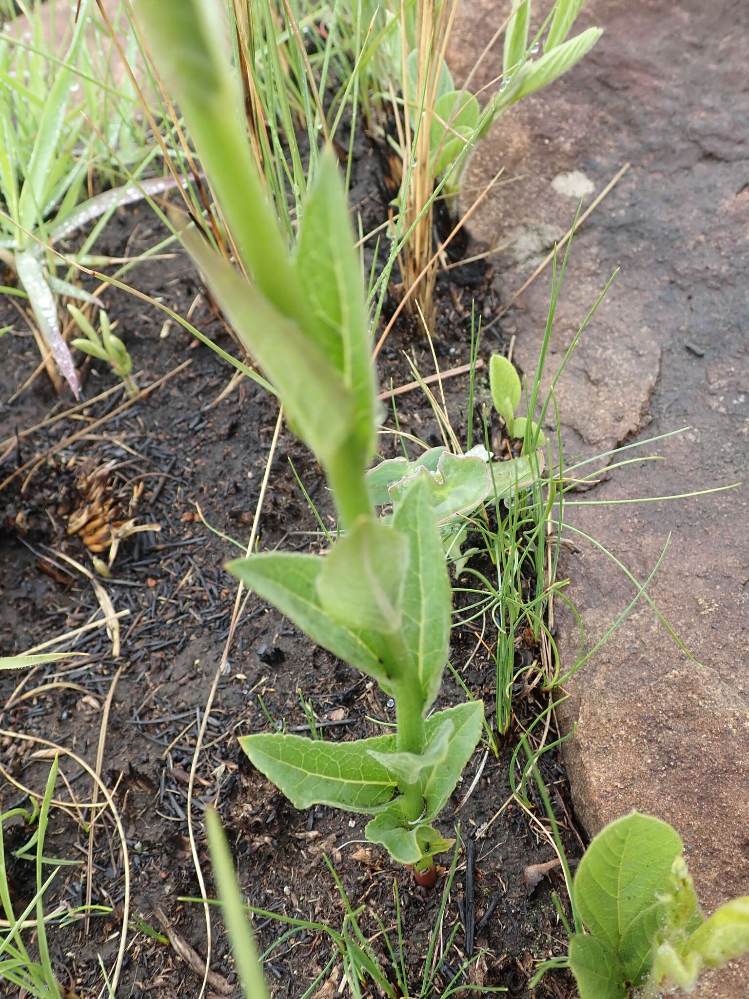 Image of Cyphia elata Harv.