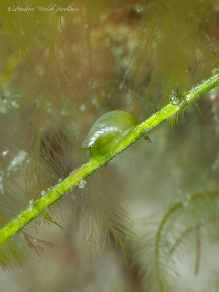 Image of emerald nerite