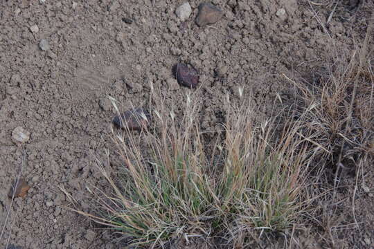 Image de Danthonia unispicata (Thurb.) Munro ex Macoun