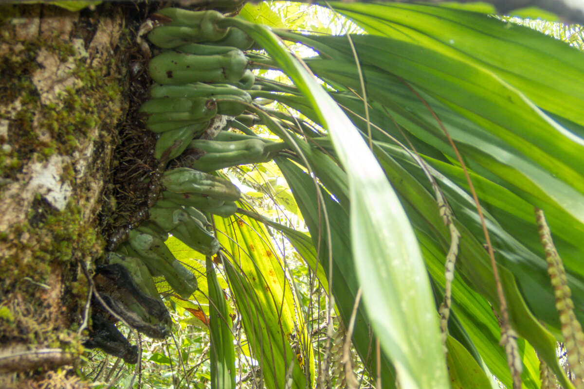 Image of Common rattlesnake orchid