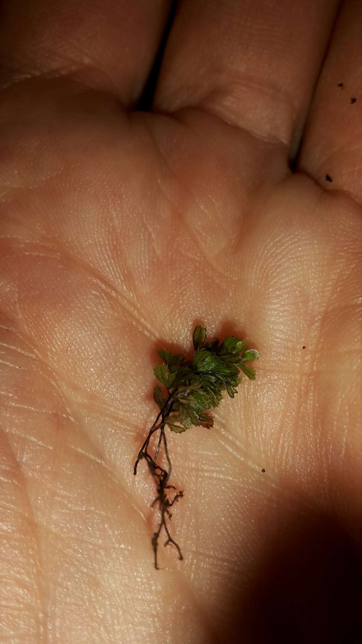 Imagem de Hymenophyllum revolutum Col.