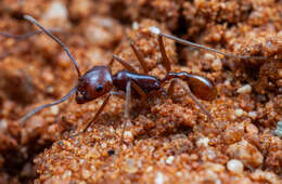 Image de Ocymyrmex kahas Bolton & Marsh 1989