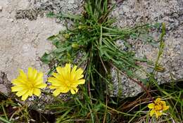 Image of Hypochaeris robertia (Sch. Bip.) Fiori