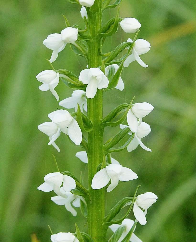 Слика од Platanthera hologlottis Maxim.