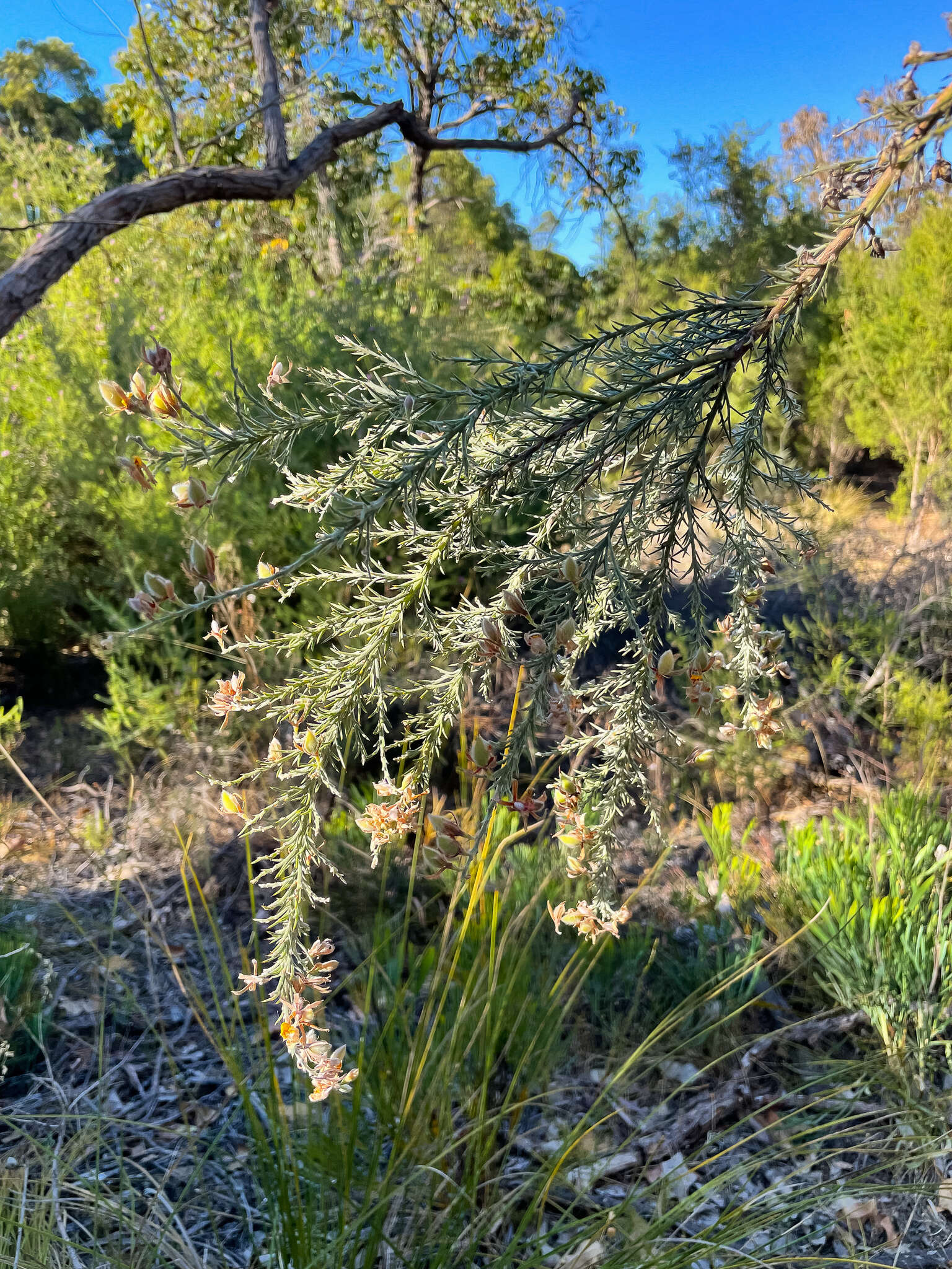 Слика од Jacksonia furcellata (Bonpl.) DC.