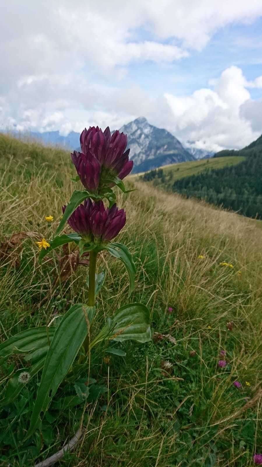 Image de Gentiana pannonica Scop.