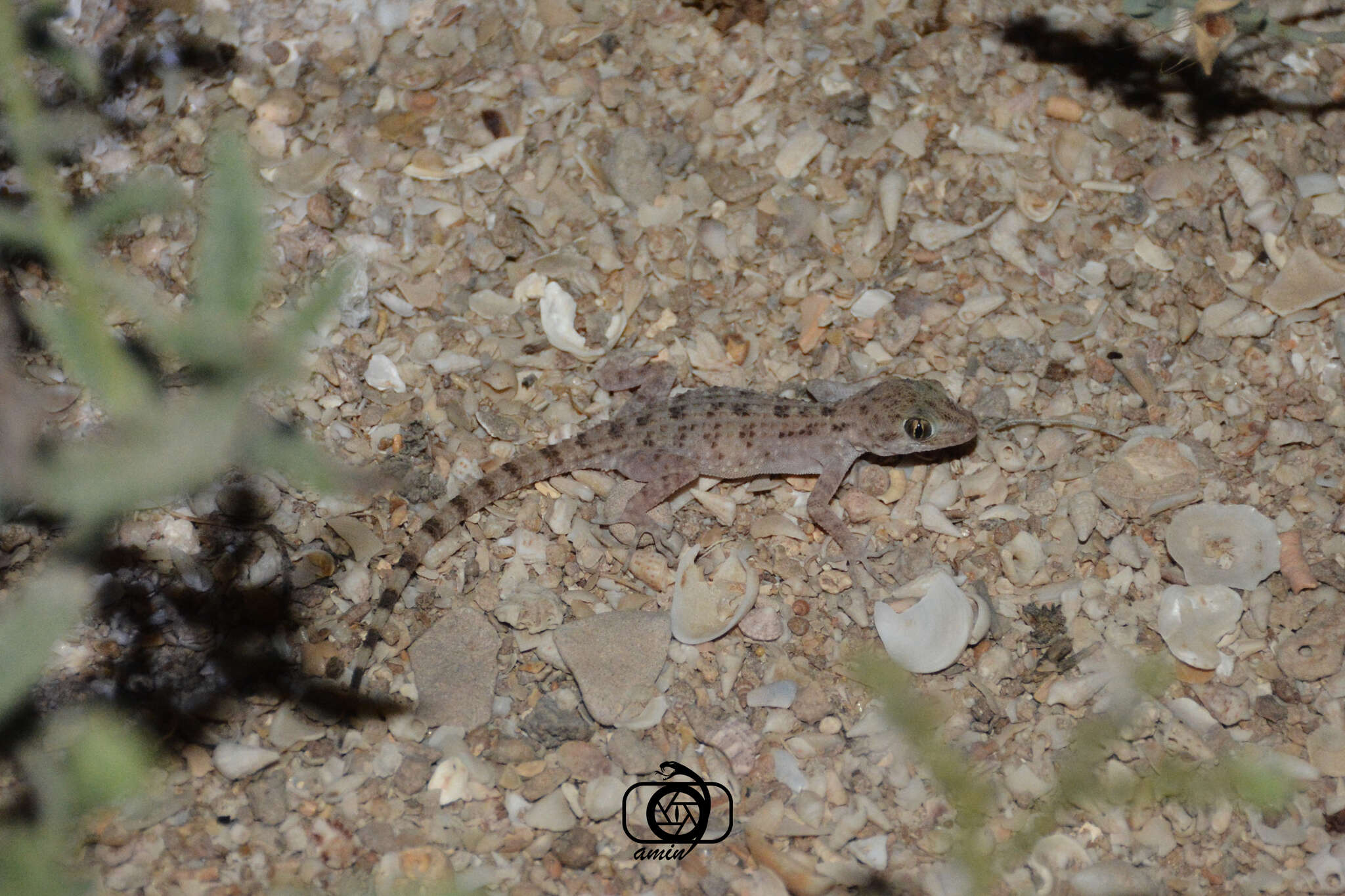 Image of Kachh Gecko