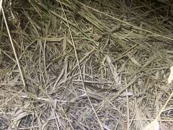 Image of Little Whip Snake