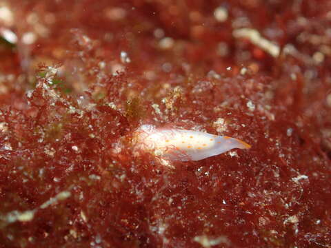 Image of Gymnodoris alba (Bergh 1877)