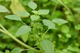 Image de Acalypha mexicana Müll. Arg.