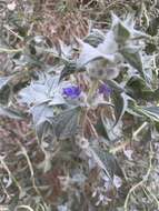 Image of woolly sage