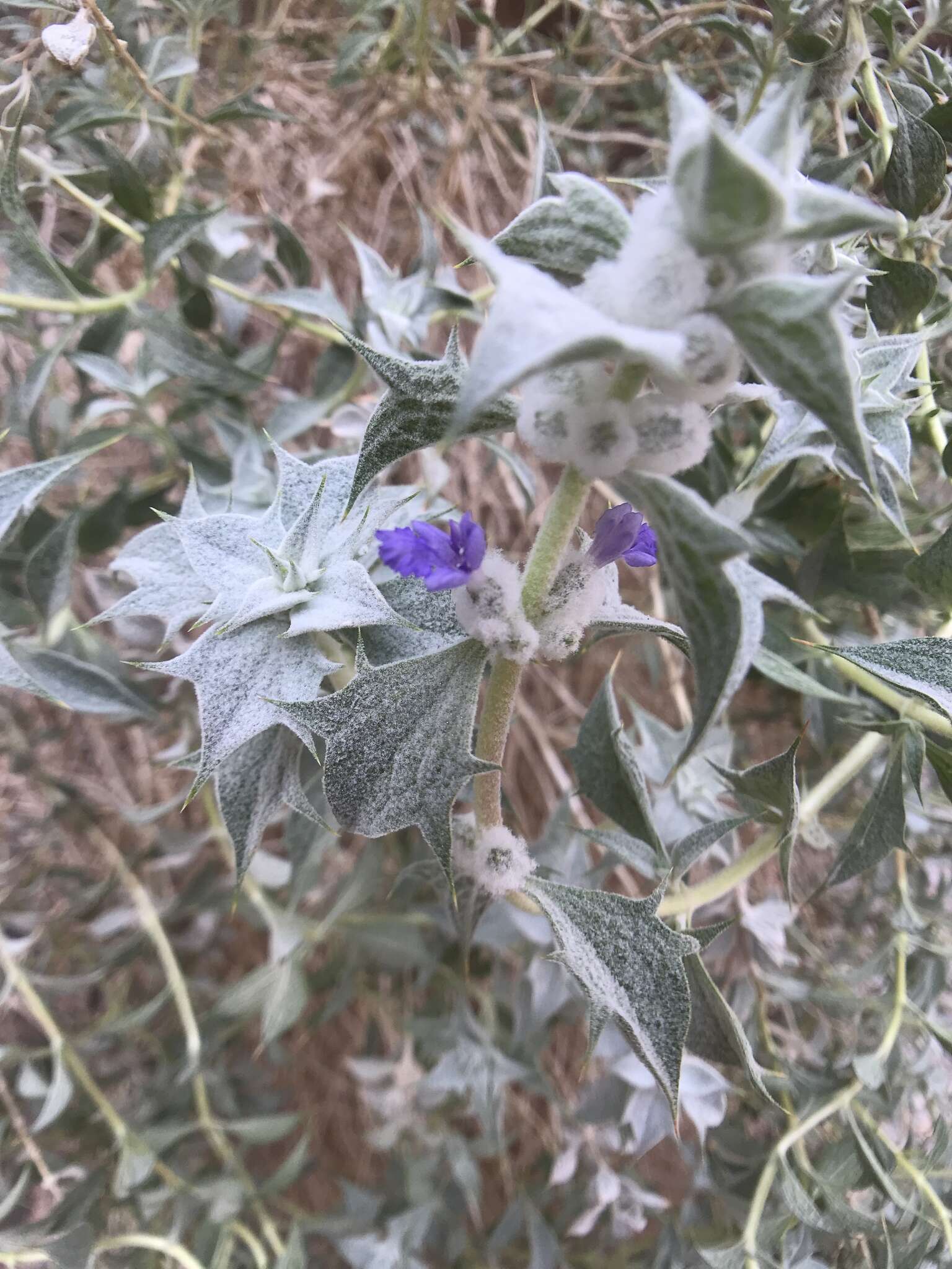 Imagem de Salvia funerea M. E. Jones