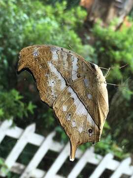 Image of Protogoniomorpha duprei (Vinson 1863)