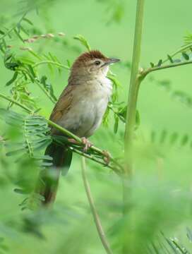 Image of Tawny Grassbird