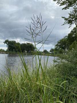 Image of Big Cord Grass