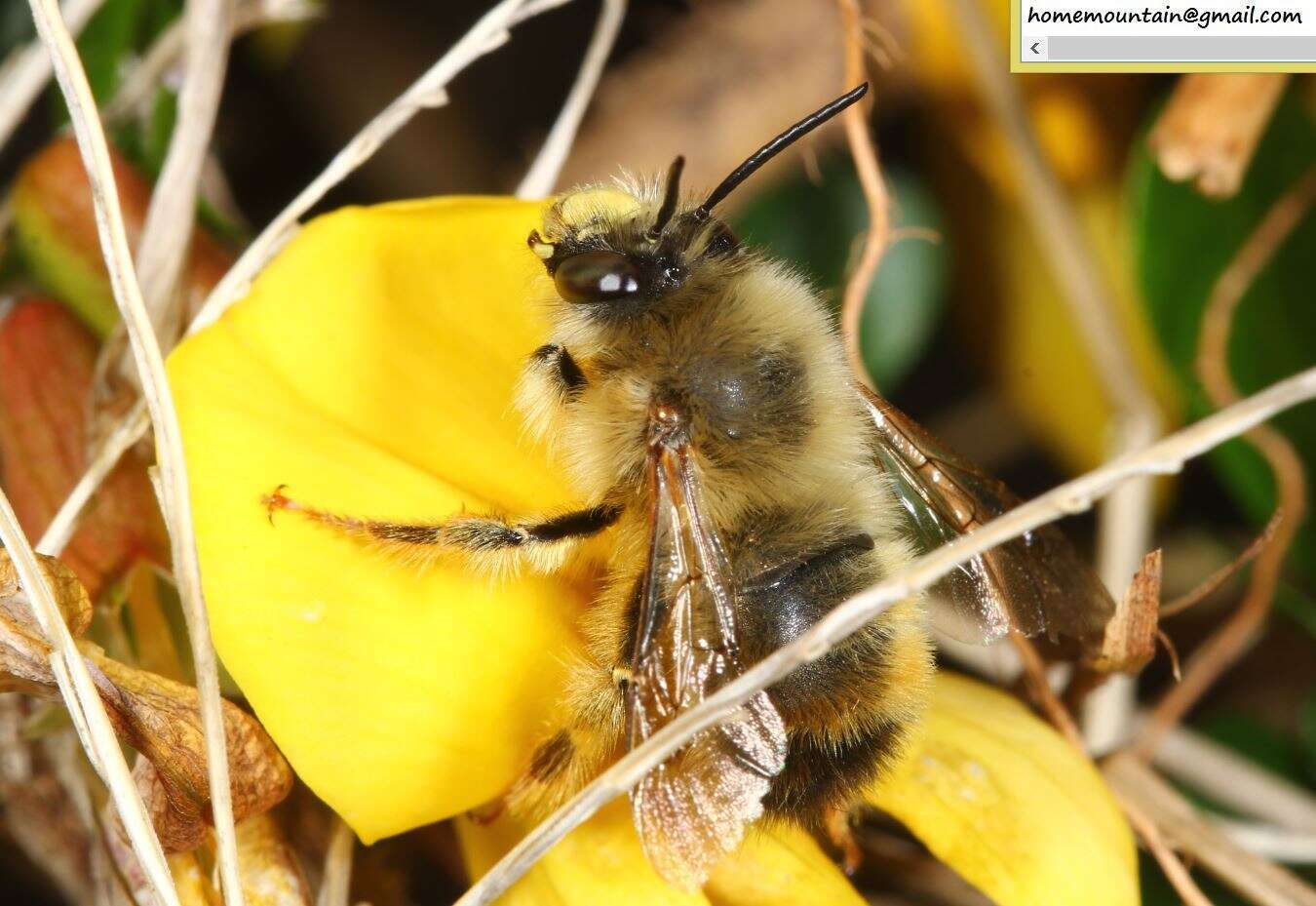 Image of Anthophora plagiata (Illiger 1806)