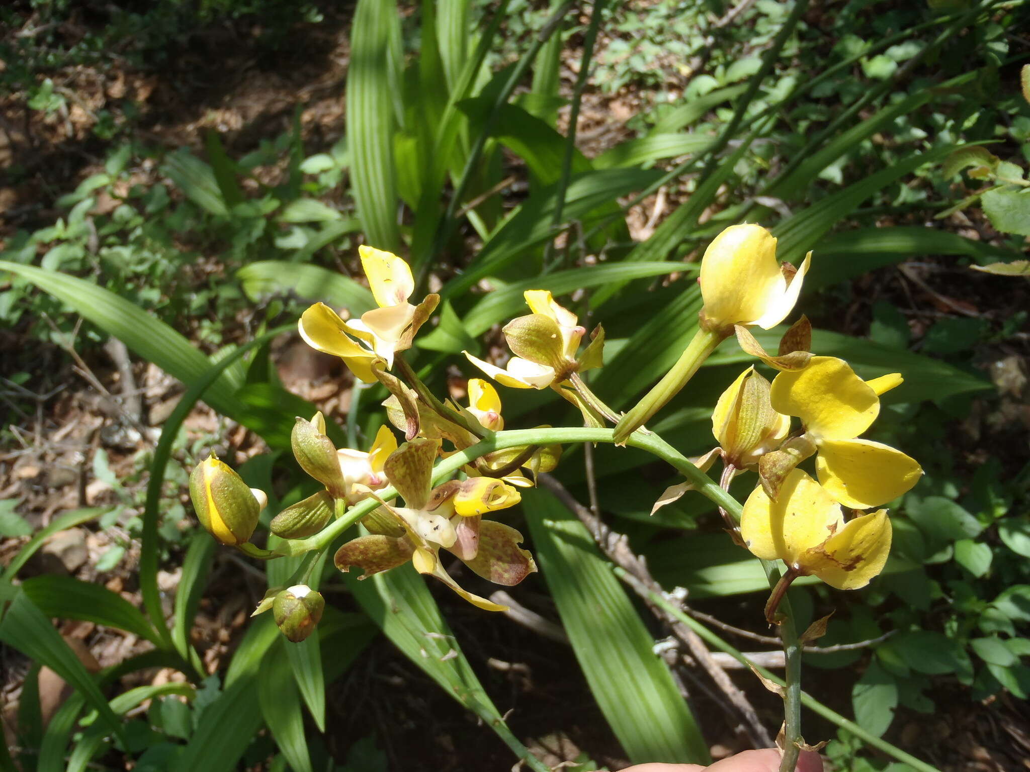 Plancia ëd Eulophia streptopetala Lindl.