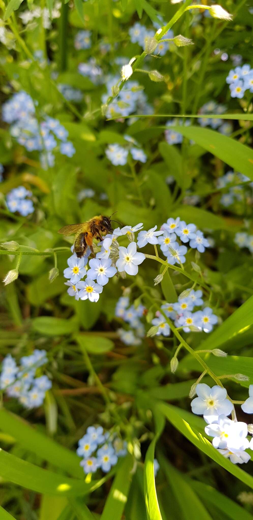 Imagem de Andrena nigroaenea (Kirby 1802)