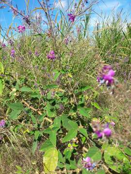 Image of Desmodium distortum (Aubl.) J. F. Macbr.