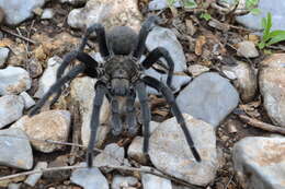 Image of Texas Tan Tarantula