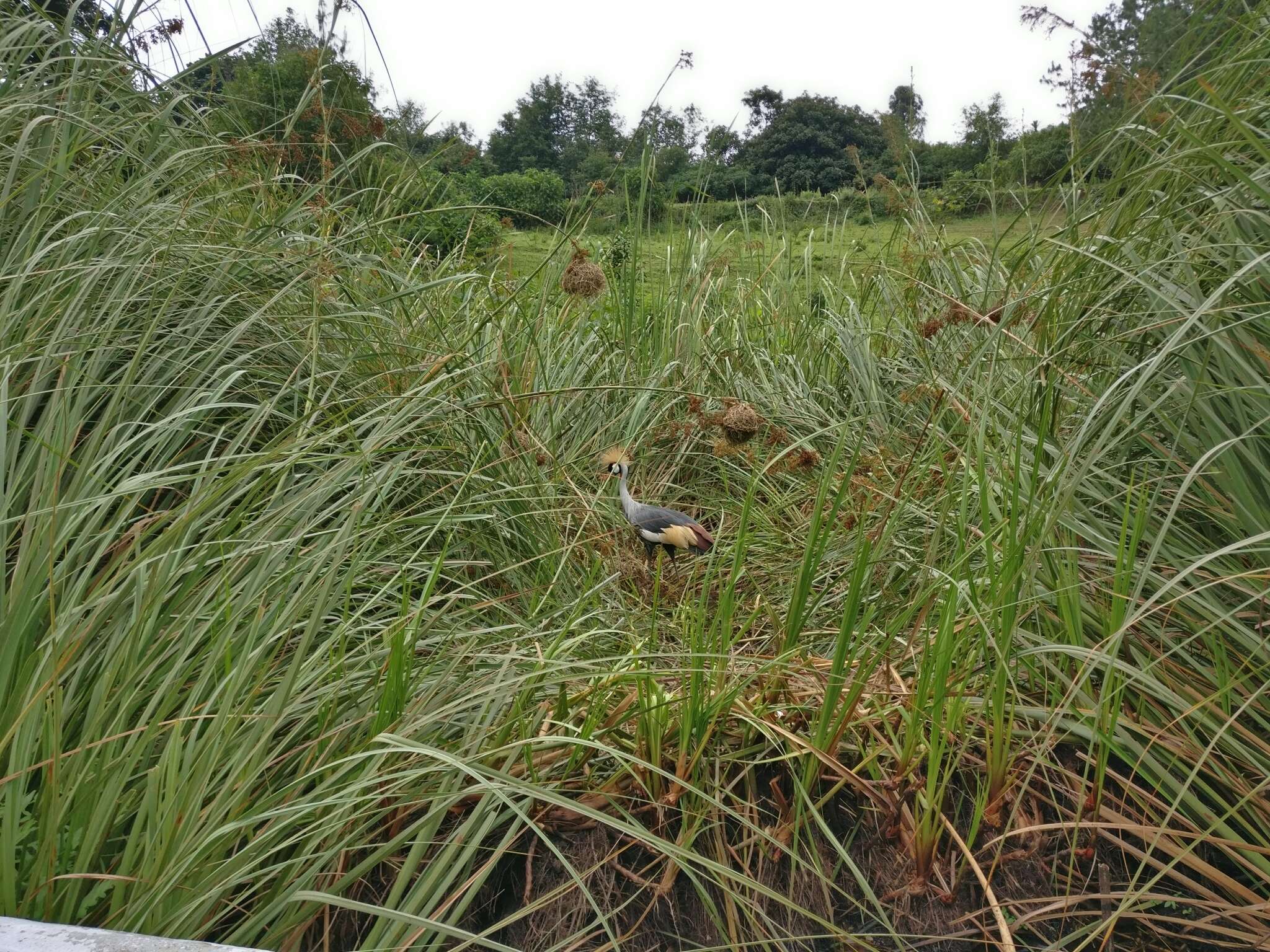 Imagem de Grou-coroado-oriental