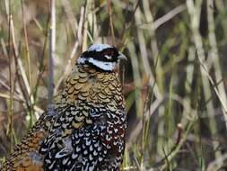 Image of Reeves's Pheasant