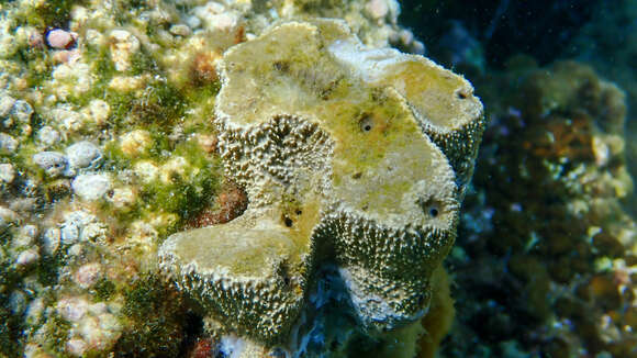 Image of stinker sponge
