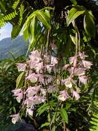 Image of Hooded orchid