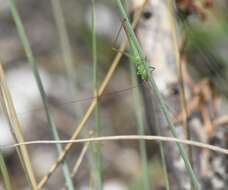 Image of Graceful Meadow Katydid