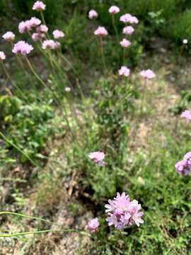 Image of Armeria arenaria (Pers.) Schult.