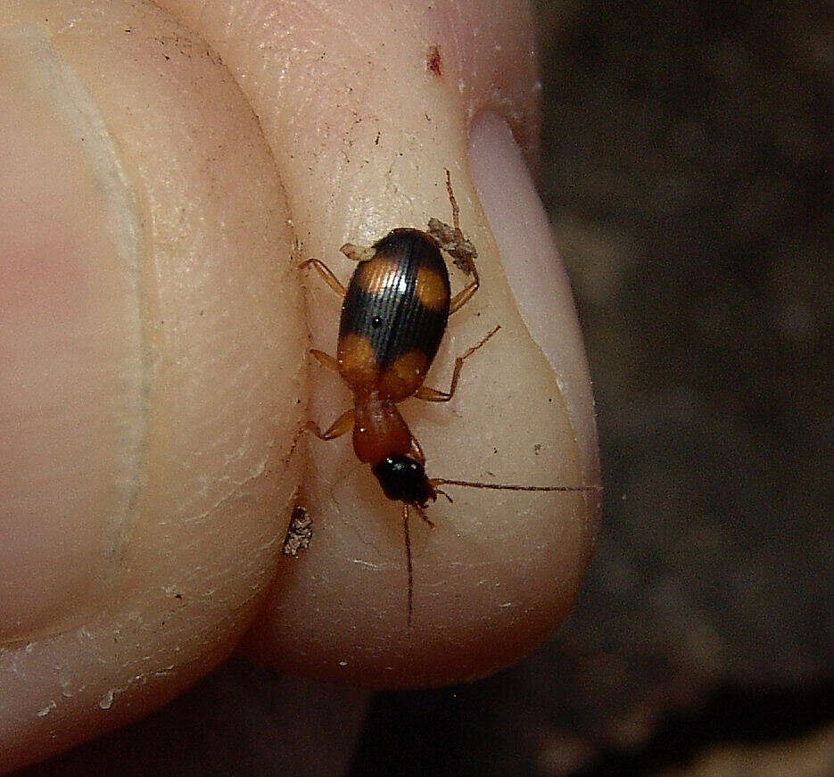 Sivun Agonum (Olisares) quadrimaculatum (G. Horn 1885) kuva